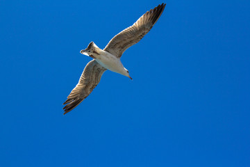 A bird on a clear blue sky. Minimalism. Beautiful seagull soaring in the blue sky.
