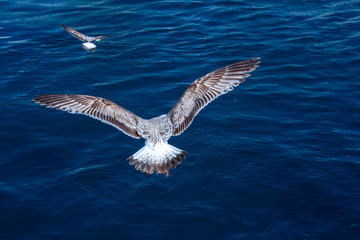 seagull over the blue sea. The bird spreads its wings and lands on the water. Bird falow another bird