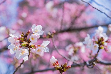 新横浜公園の桜