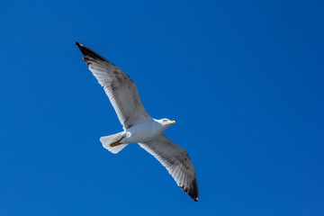 A bird on a clear blue sky. Minimalism. Beautiful seagull soaring in the blue sky.