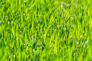 Spring in a field with fresh rye.