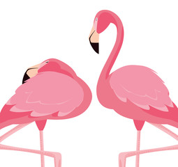 elegant flamingo birds couple