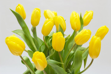 Obraz premium Yellow tulips isolated on white background. 