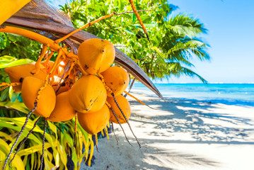 Coconuts on a palm tree in the lagoon Huahine, French Polynesia. Close-up. With selective focus.