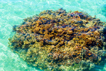 Naklejka na ściany i meble Coral reef in the lagoon Huahine, French Polynesia. Close-up.