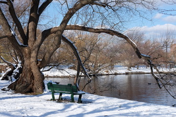 bench in park in winter