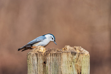 White Breasted Nuthatch