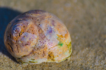 shell on the beach