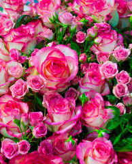 floral background of roses