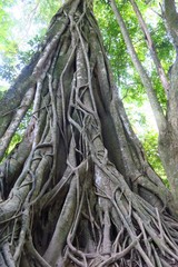 Tronc d'arbre tropical 