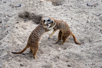 Fototapeta premium Marriage games of gophers in the spring, on the sand during the breeding season.