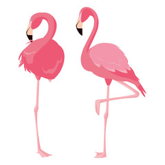 elegant flamingo birds couple