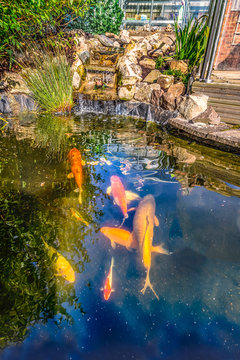 Koi Carp Fish Pond With Stone, Rockery Waterfall In A Garden Or Back Yard As A Water Feature For Pet Fish