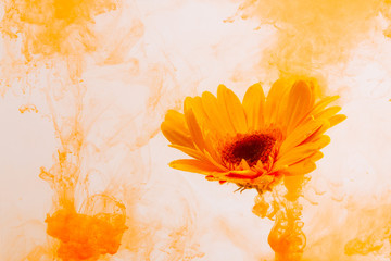 yellow astra chrysanthemum red inside water white background color acrylic underwater paint under smoke spring hot orange