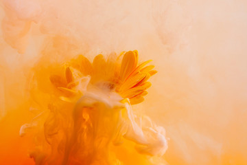 Naklejka na ściany i meble yellow astra chrysanthemum red inside water white background color acrylic underwater paint under smoke spring hot orange