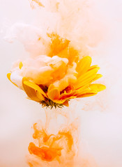 Fototapeta na wymiar yellow astra chrysanthemum red inside water white background color acrylic underwater paint under smoke spring hot orange
