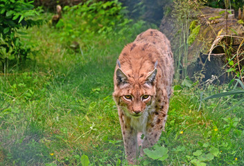 Luchs 1