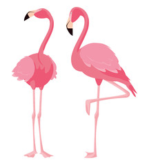 elegant flamingo birds couple