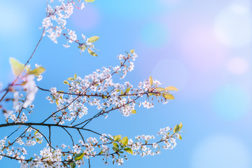 Blooming spring branches of cherry in the blue sky