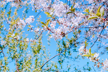 Blooming spring branches of cherry in the blue sky