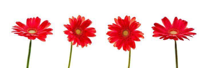 Four red daisies (gerbera) flowers isolated on panoramic white background