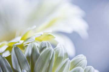 white flower closeup