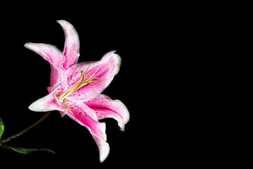 Fototapeta na wymiar Pink Stargazer Lily on Black Background