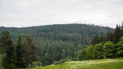 hills covered with trees