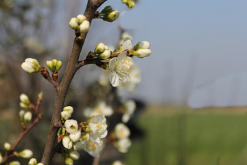 a branch with wonderful prunes blossom and a blue and green background in springtime