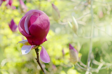 purple magnolia flower bud in spring garden
