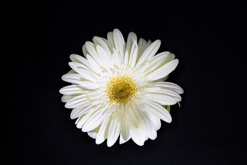 single white flower on black background