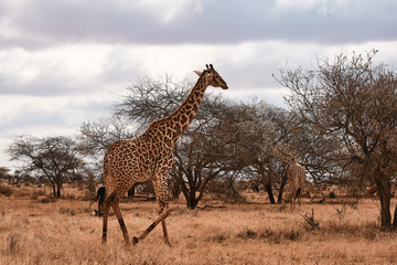 Giraffe goes to Safari in Africa. Trees and landscape in Kenya.