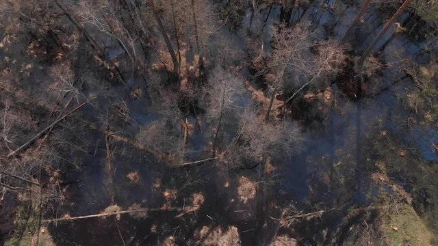 Top view of flooded forest
