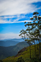 the mesmerising beauty of Nilgiri