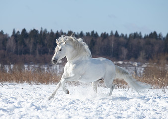 Fototapeta na wymiar white horse in snow