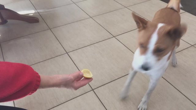 Hungry Basenji showing dislike on a lemon suggested by master