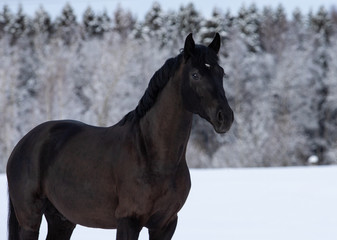 Fototapeta premium horse in winter