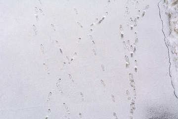 In the city yard human footprints on freshly fallen snow in the morning