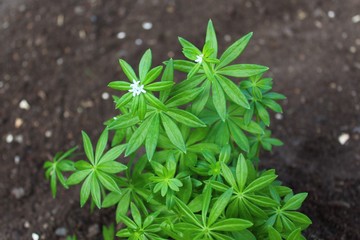 Waldmeister