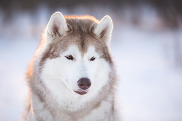 Gorgeous and happy Siberian Husky dog sitting on the snow in the winter forest