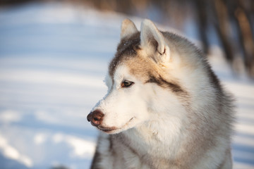 Beautiful and happy Siberian Husky dog sitting on the snow in the winter forest