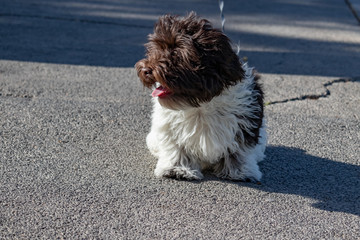 Bichon havanais en ville