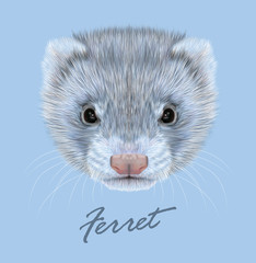 Ferret animal cute face. Vector funny silver polecat head portrait. Realistic fur portrait of gray ferret creature isolated on blue background.