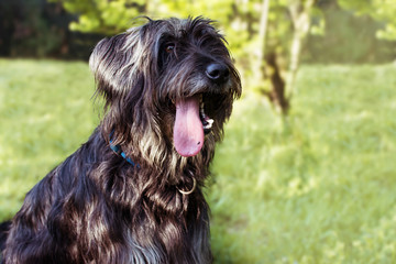 PORTRAIT FUNNY BLACK SHEEPDOG STICKING TONGUE OUT ON SUMMER HEAT.