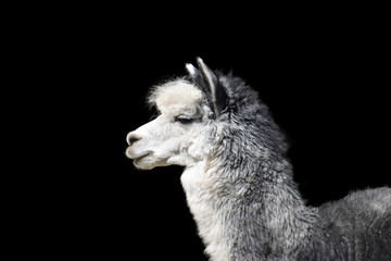 Close-up portrait of a gray llama with white breasts on a contrasting black background © Evgeniya Fedorova