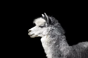 Selbstklebende Fototapeten Close-up portrait of a gray llama with white breasts on a contrasting black background © Evgeniya Fedorova