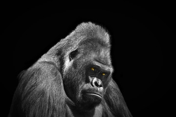 Profile portrait of an adult male gorilla with yellow eyes on a contrasting black background © Evgeniya Fedorova