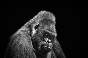 Black and white portrait in profile of an adult male gorilla on a contrasting black background