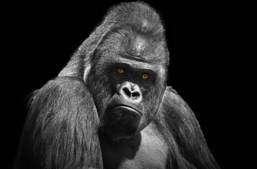 Portrait of an adult male gorilla with yellow eyes on a contrasting black background - obrazy, fototapety, plakaty