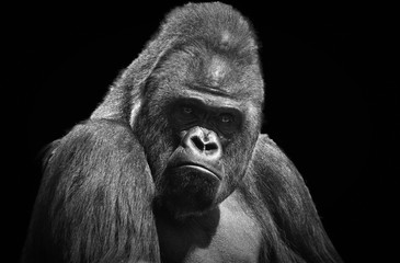 Black and white portrait of an adult male gorilla on a contrasting black background © Evgeniya Fedorova